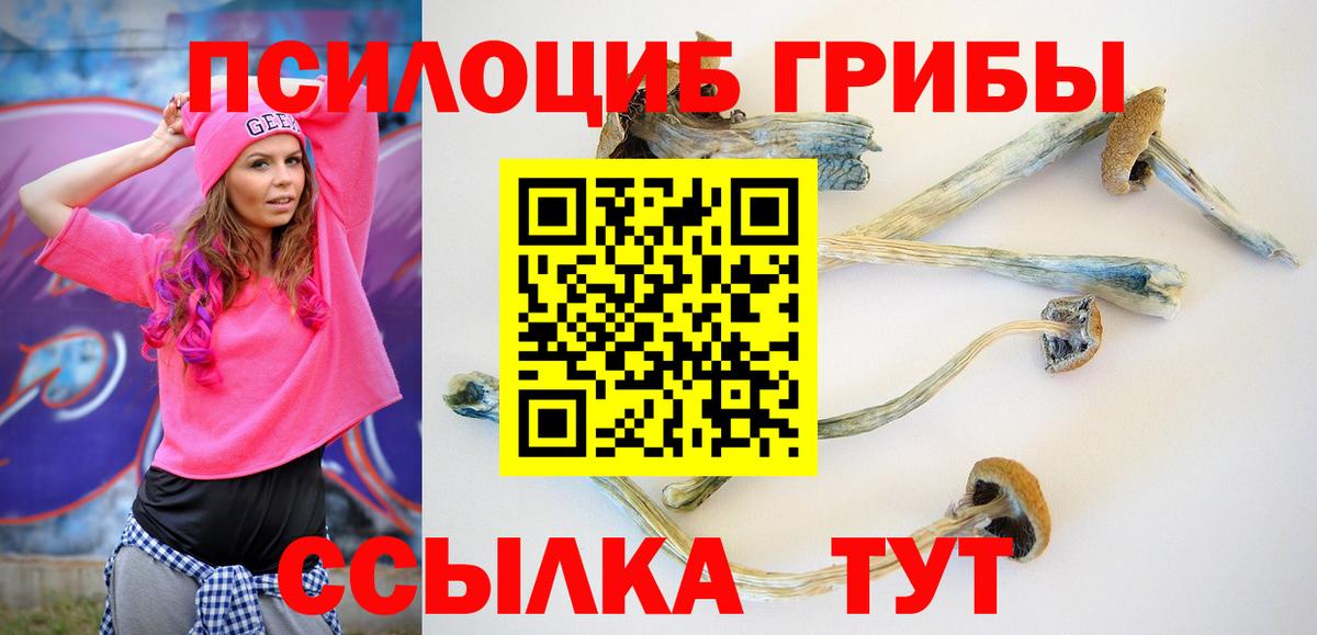 Псилоцибиновые грибы Psilocybe Курск